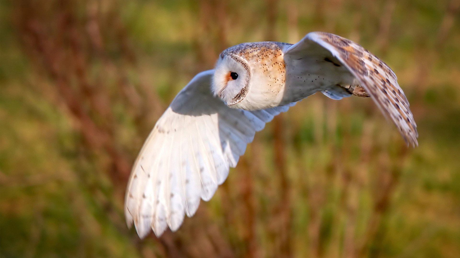 NBA季后赛对阵出炉,东部格局大洗牌,nba季后赛对阵形式