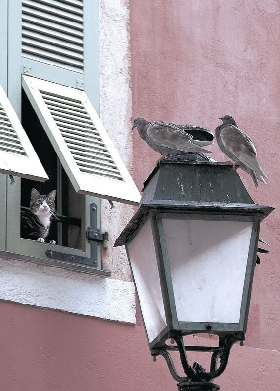 _新技术亮相：无人机全景直播高效呈现比赛_，无人机拍摄直播