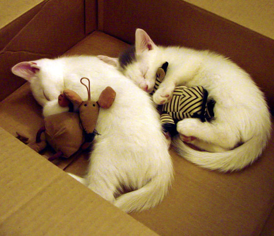 _新技术助力裁判:视频回放和自动判罚上线_,裁判助手app下载