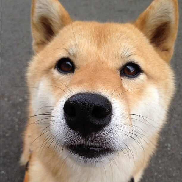 史上“最硬核”防守：他连续多场封堵对手得分线，成为比赛中的“黑暗骑士”！