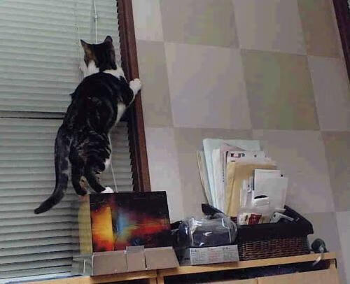 德国骑手格里高利·瓦特莱特在2024年国际马术联合会障碍赛世界巡回赛中以“Maximus”马匹获得个人第五名，展现坚韧精神。