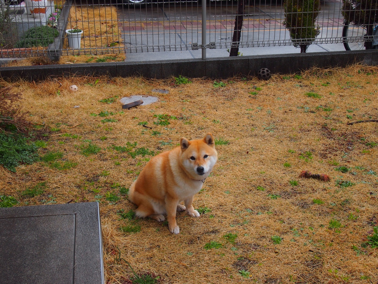 极限粉丝:他们用行动诠释对球队的热爱,极限成员名单