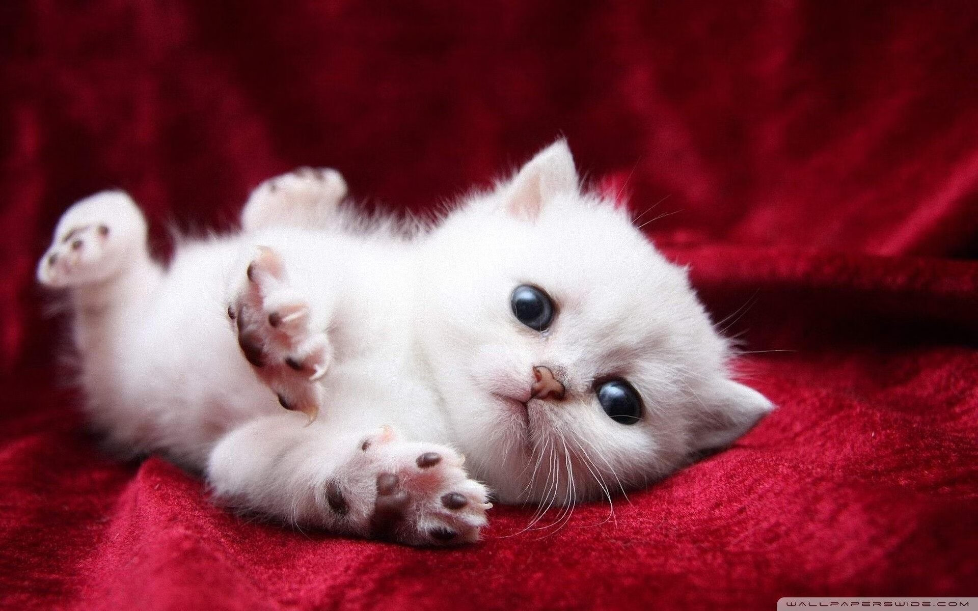 极限训练营：打造顶级速度精英，极限训练怎么写