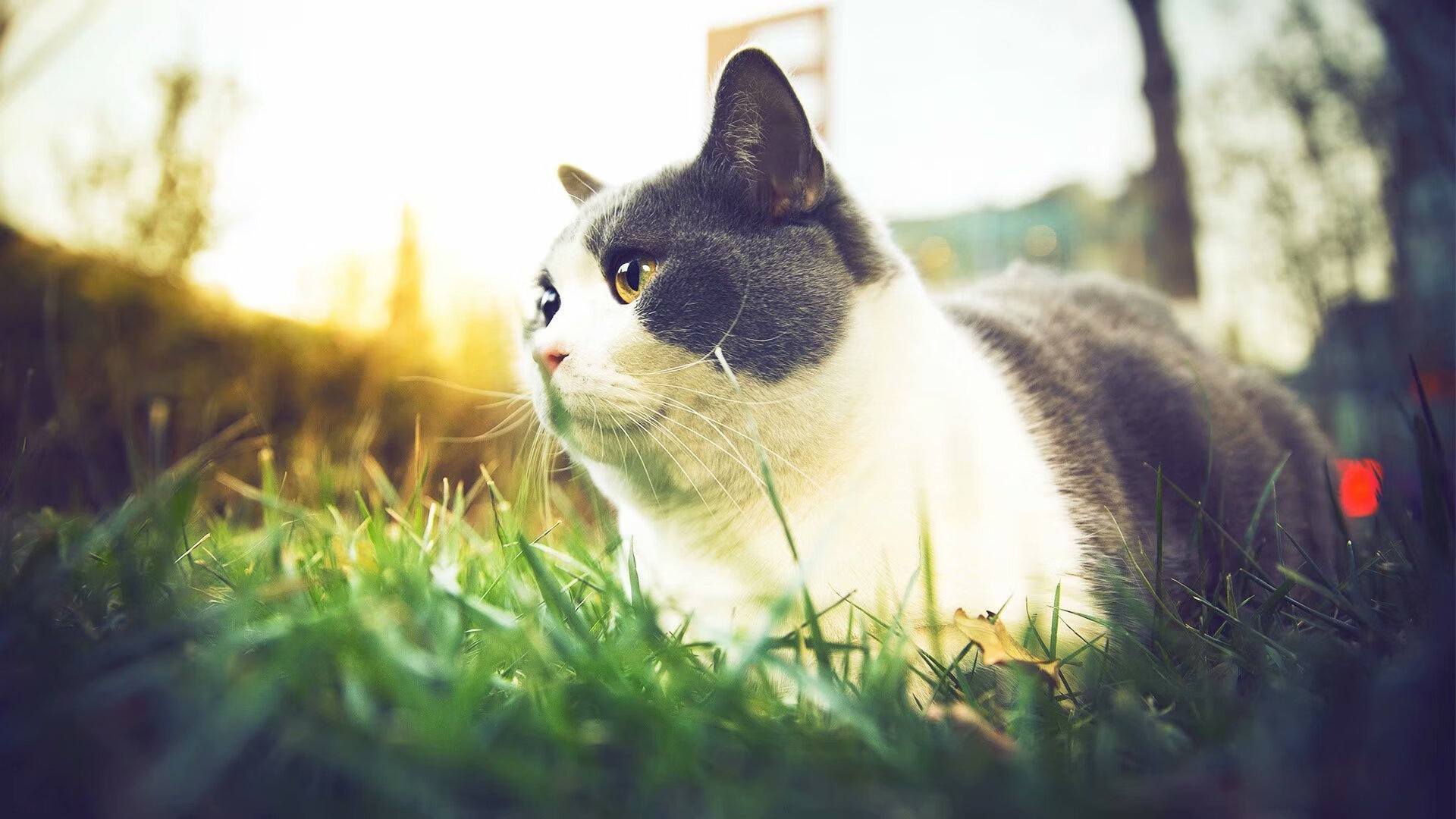 CS_GO北美新秀挑战欧洲霸主,csgo北美强队