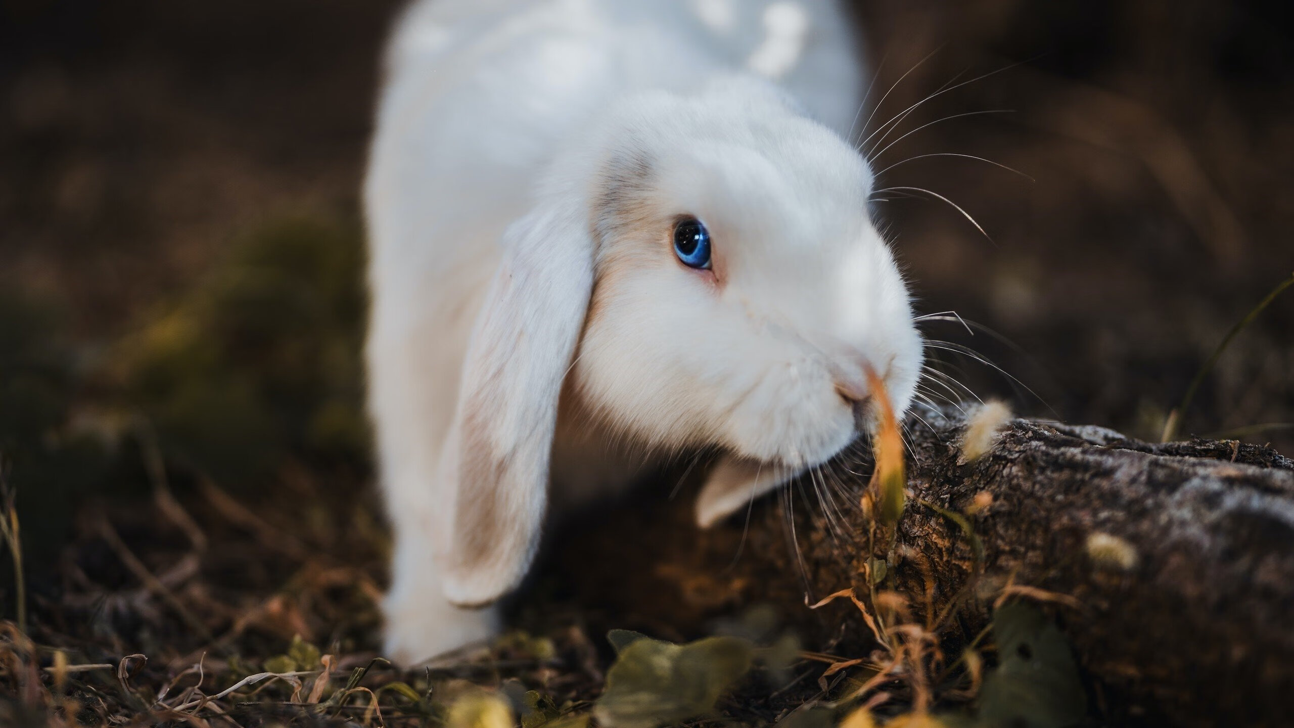 塞尔维亚联赛裁判判罚备受关注,塞尔维亚杯ds