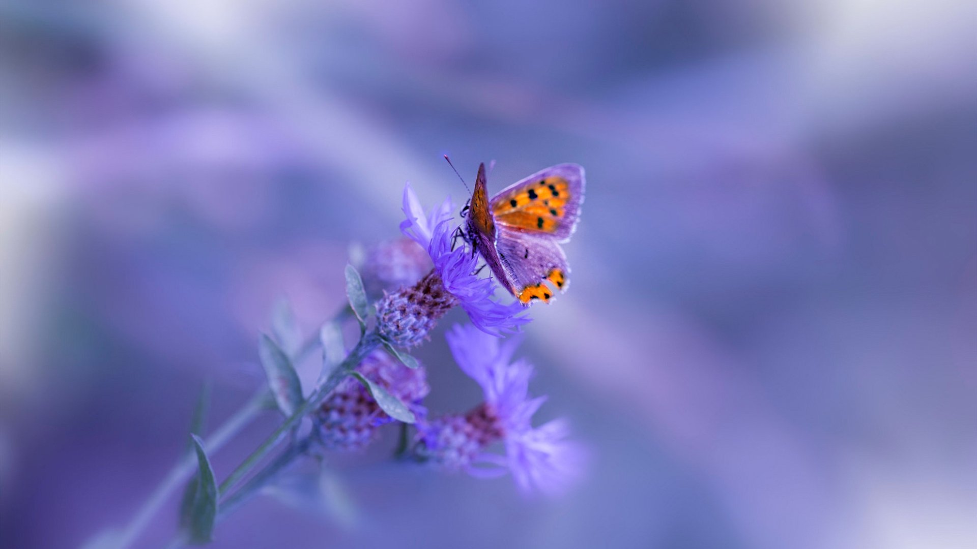 意外滑雪赛事延迟引发吐槽,滑雪意外伤害