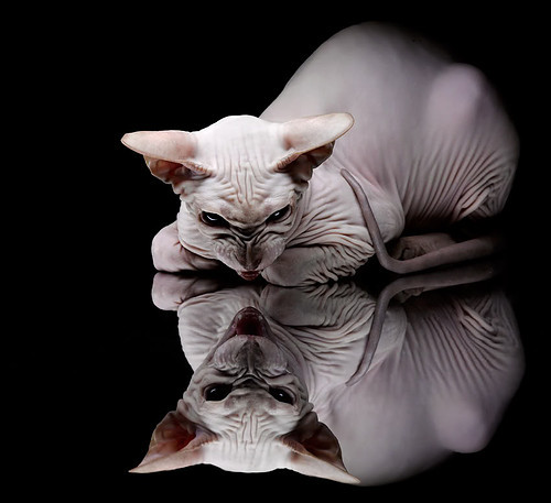 篮球运动员专项体能训练,篮球专项体能的五个方面