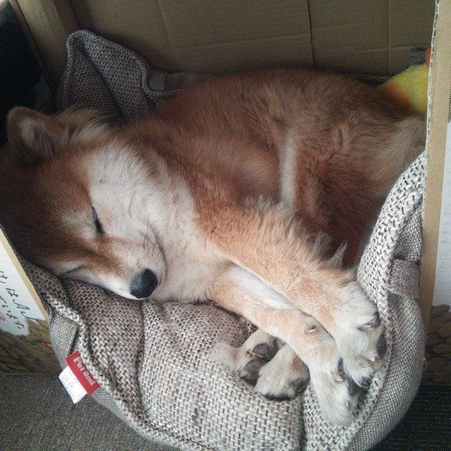 西班牙中场核心:我们配得上决赛舞台,西班牙顶级中场