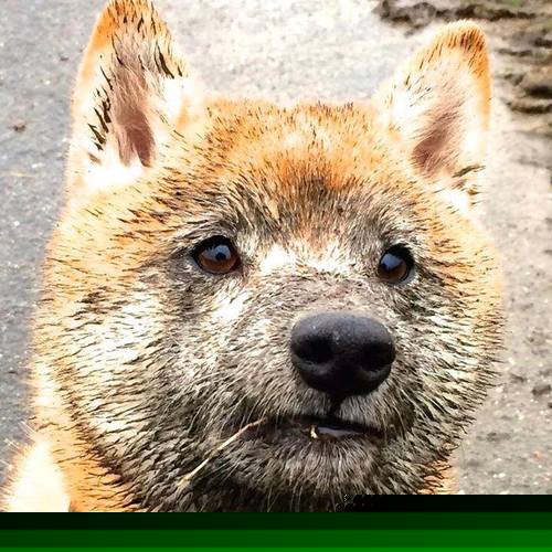 中超球队年度战术执行失败回合汇总,目前,关于2020赛季中超联赛的最终版赛制,还尚无