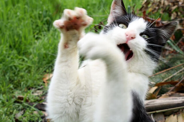 篮球专项技能动作协调性训练及效果评估,篮球协调性的重要性