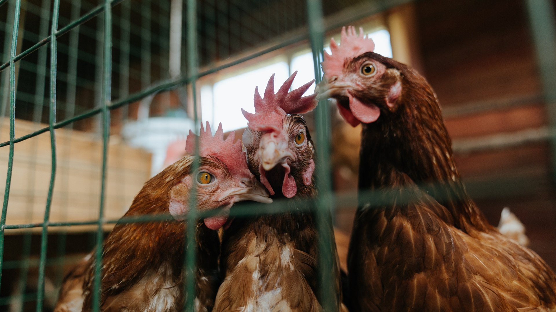 中国女篮备战奥运对抗性训练提升实战能力，中国女篮奥运会对阵表