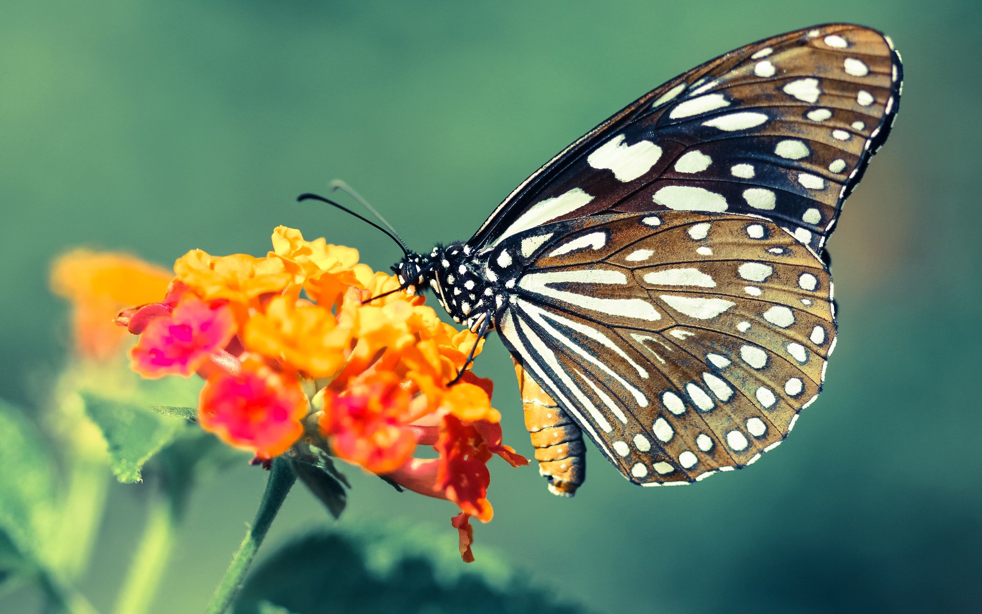 国家体育总局发布新型体能评估系统试点学校名单,新体能标准