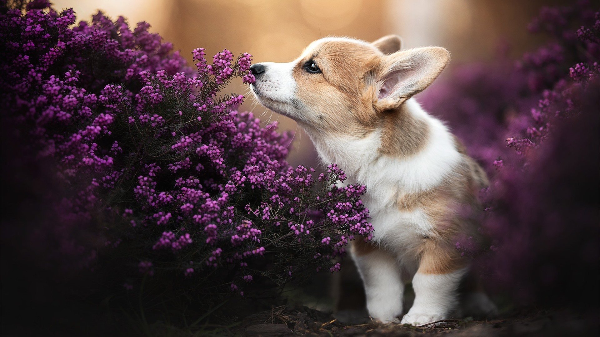 王宗源跳水技术细节获赞,王宗源跳水视频