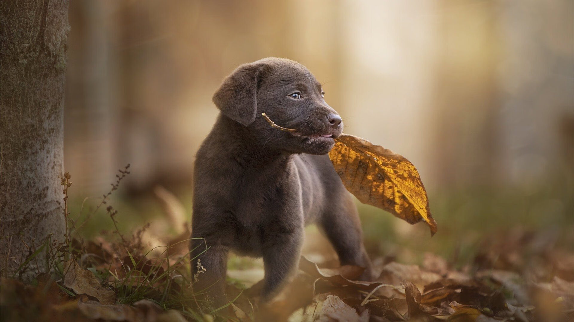 美洲杯激情燃烧：明星拼搏，惊喜不断！，美洲杯精彩