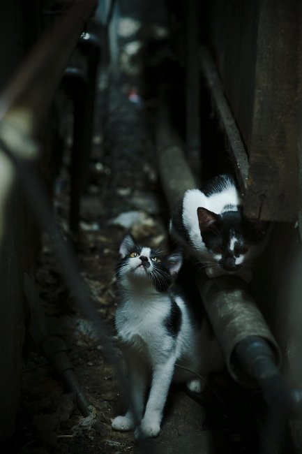 青少年篮球联赛增加个人成就徽章系统提升动力，青少年篮球大赛